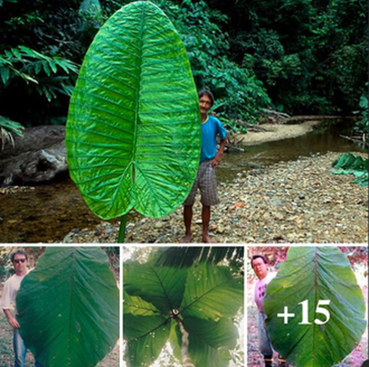 Amazonian Tree With Human-Sized Leaves Finally Gets ID'd lead image