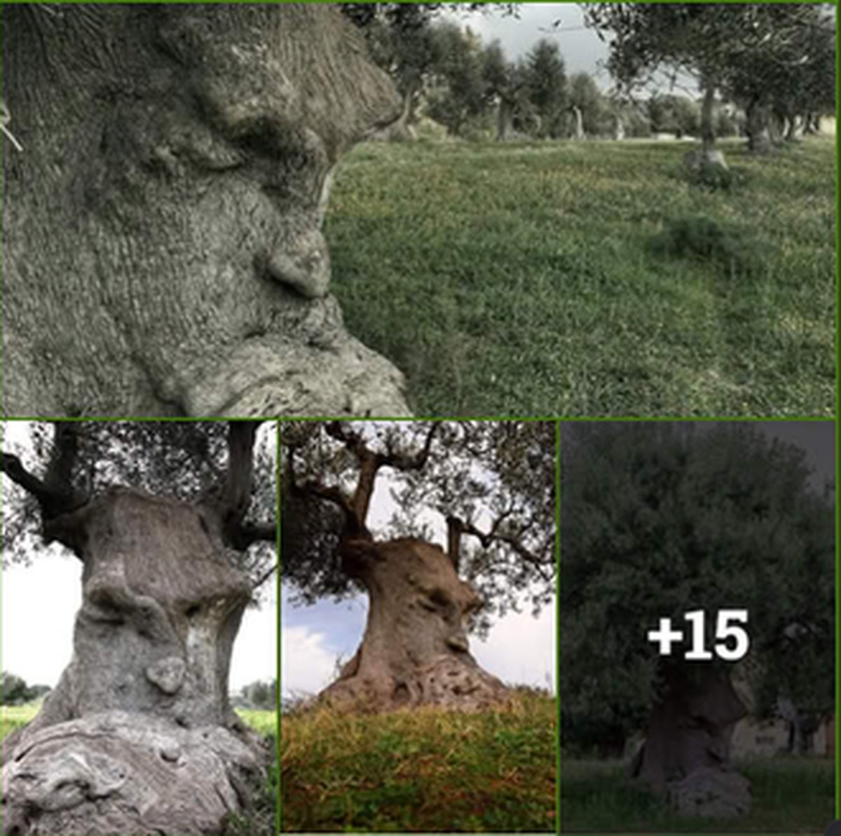 An Ancient Olive Tree in Puglia, Italy, Over 1,500 Years Old lead image