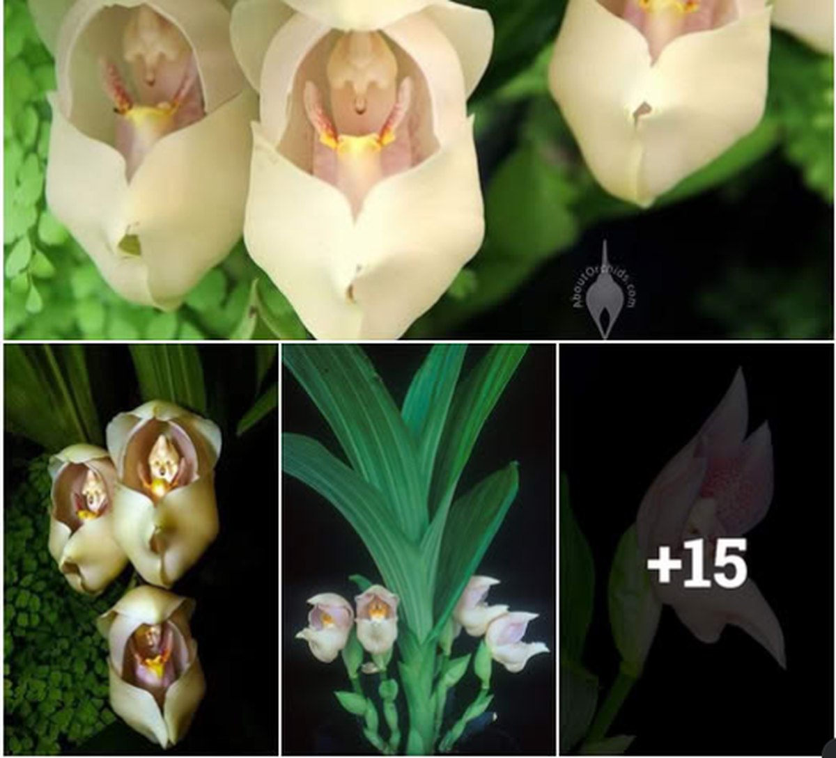 The Cradle of Venus Orchid That Looks Like Tiny Swaddled Babies lead image