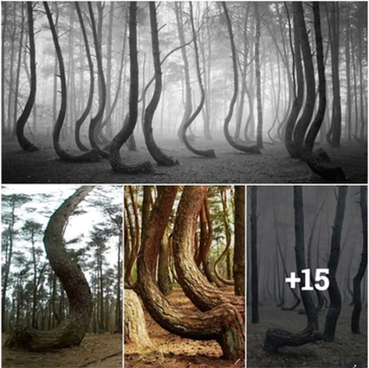 The Mysterious Forest of 400 Crooked Trees in Poland lead image