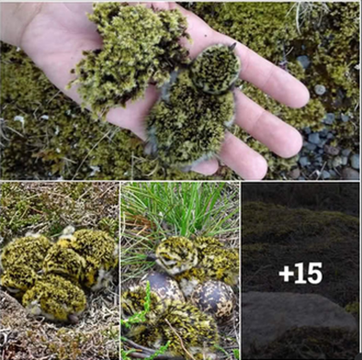 Golden Plover Chicks That Look Like Moss lead image