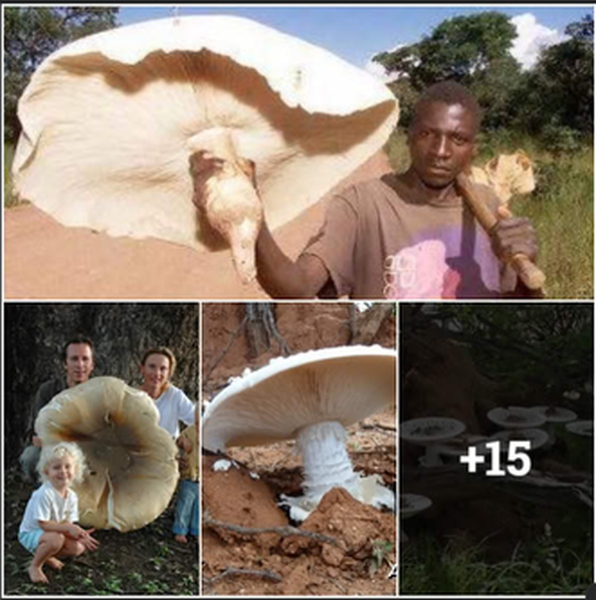 The World's Largest Edible Mushroom Lives With Termites lead image