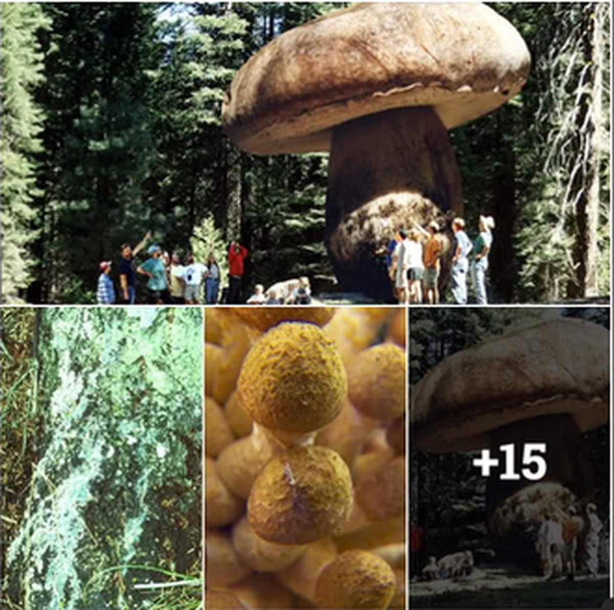 This 2,400-Year-Old Mushroom Is Called the Largest Living Organism lead image