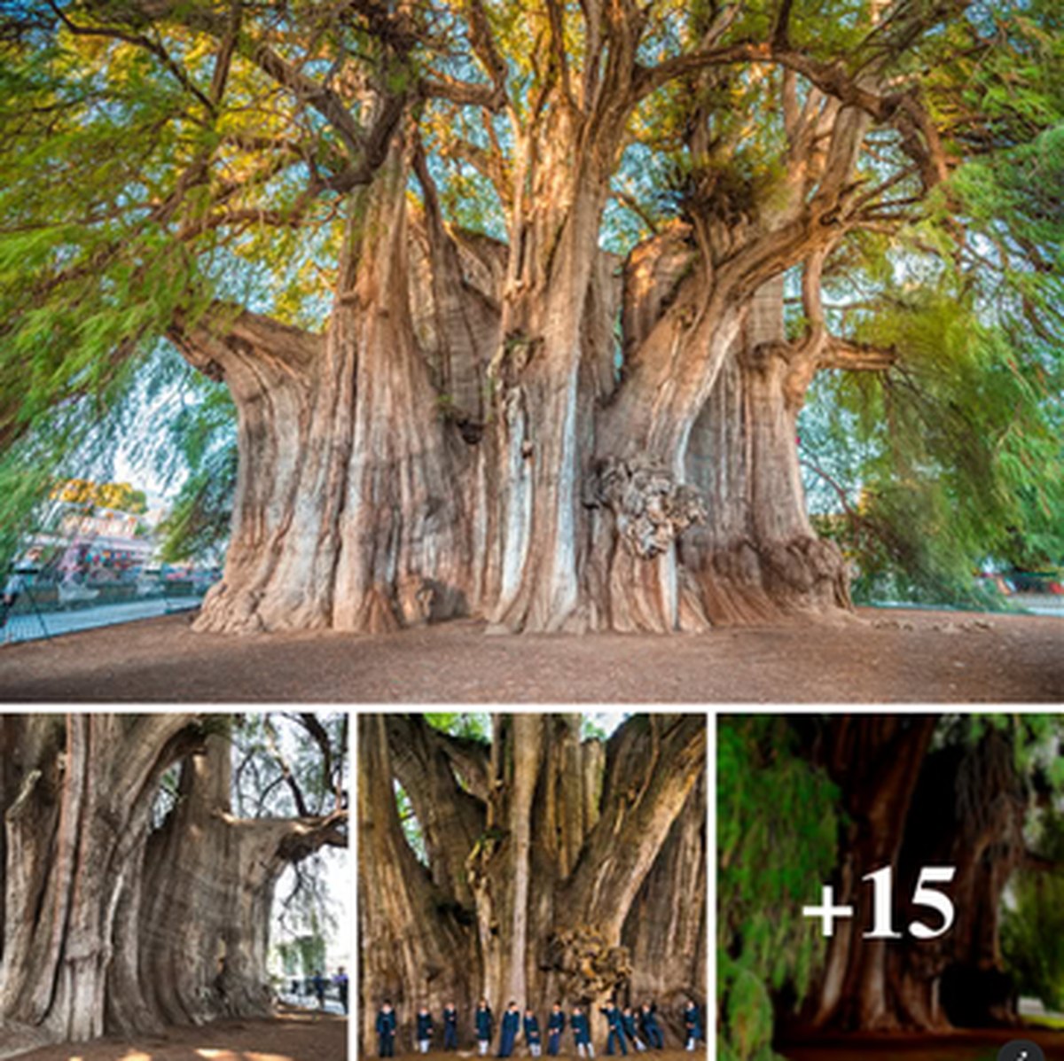 Mexico's 2,000-Year-Old Living Tree lead image