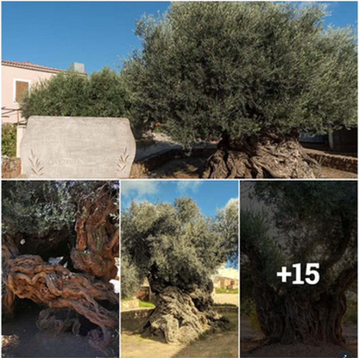 This Olive Tree in Greece Is Said to Be Around 4,000 Years Old lead image