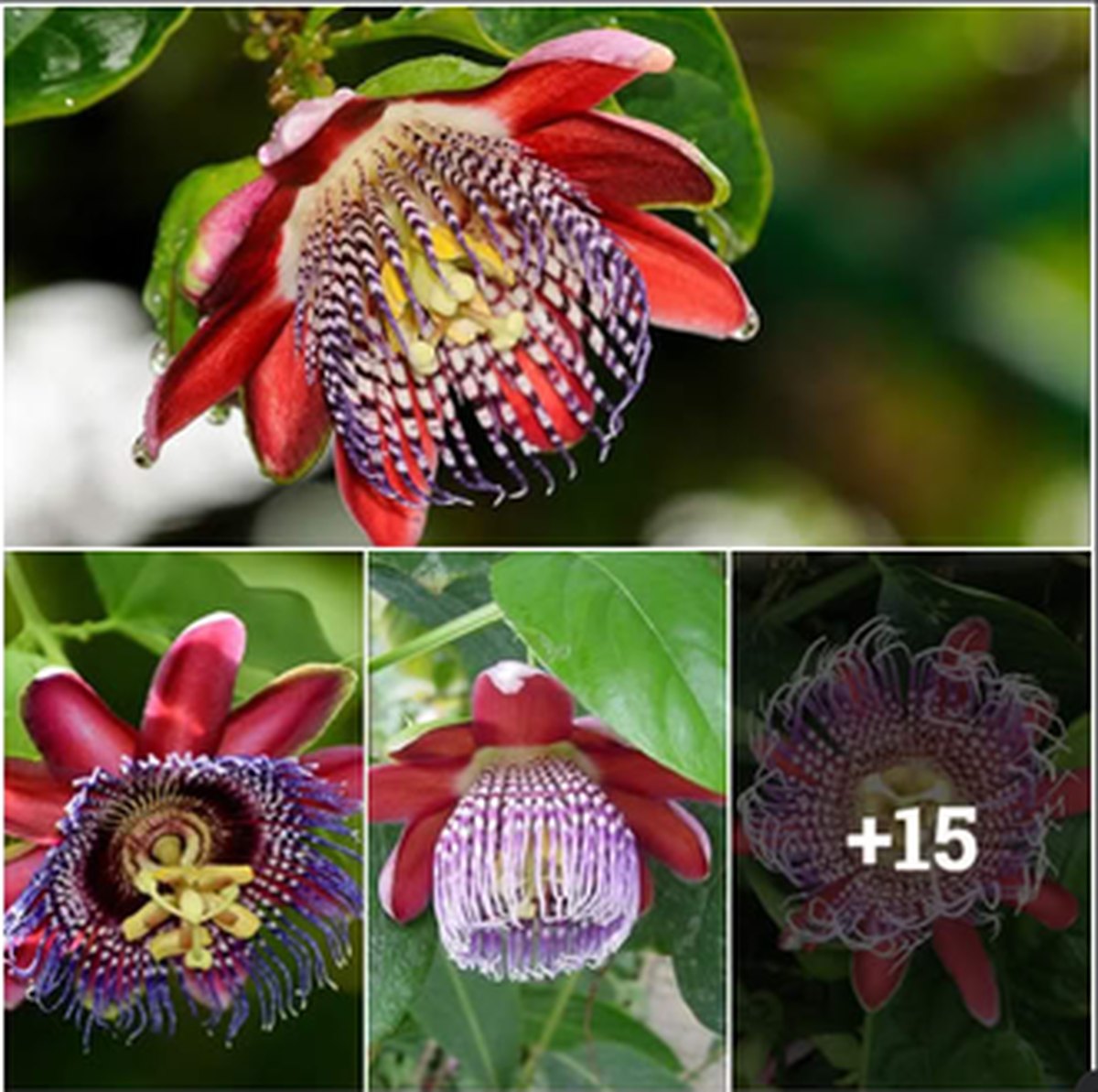 Passiflora alata, the Winged-Stem Passion Flower lead image