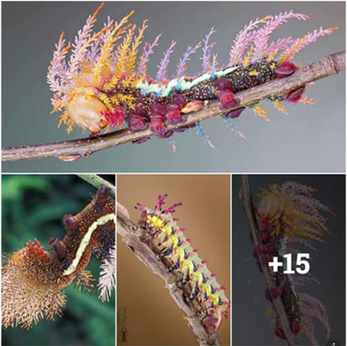 Breathtaking Metamorphosis: The Saturniidae Moths lead image