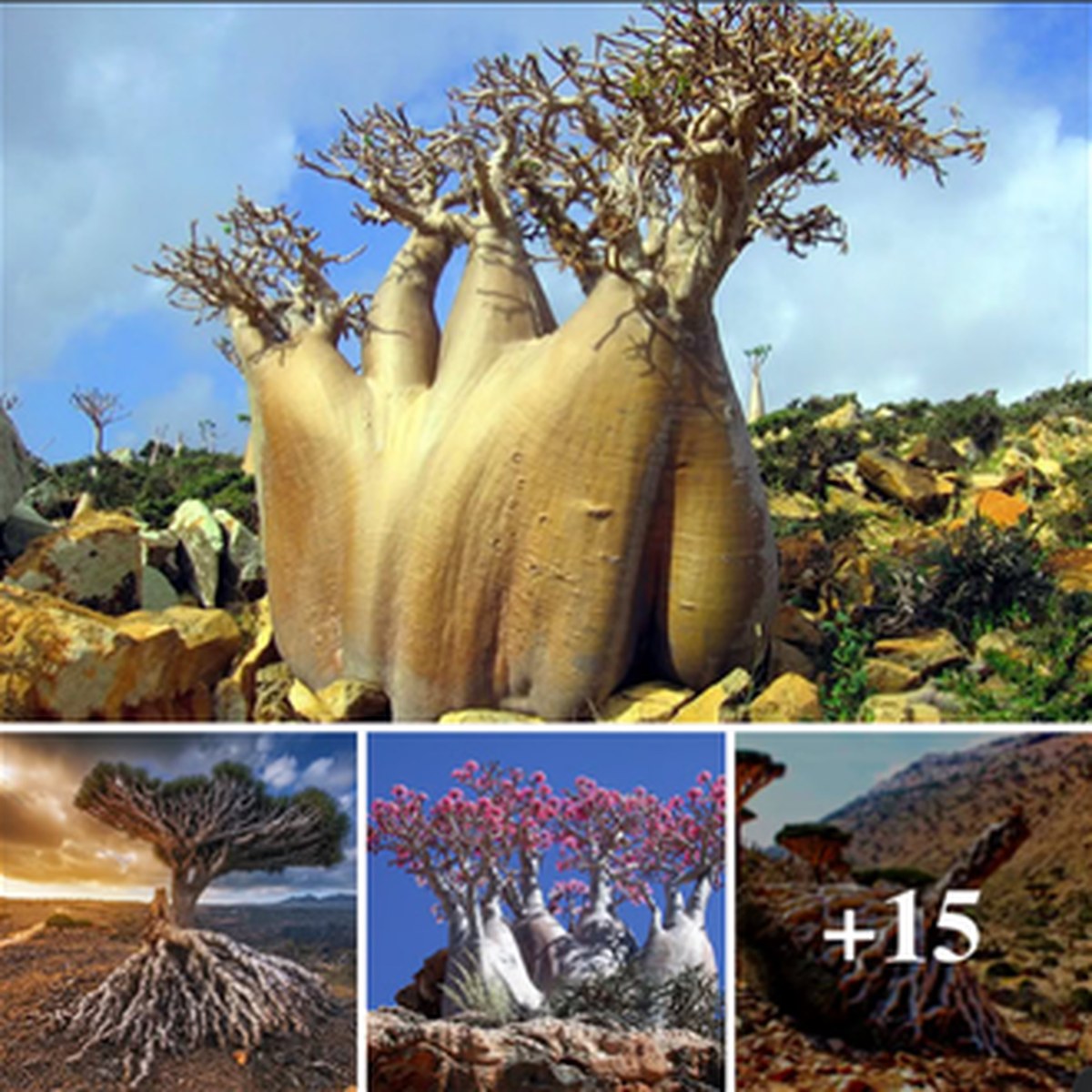The Most Alien-Looking Place on Earth Has Plant Life Found Nowhere Else lead image