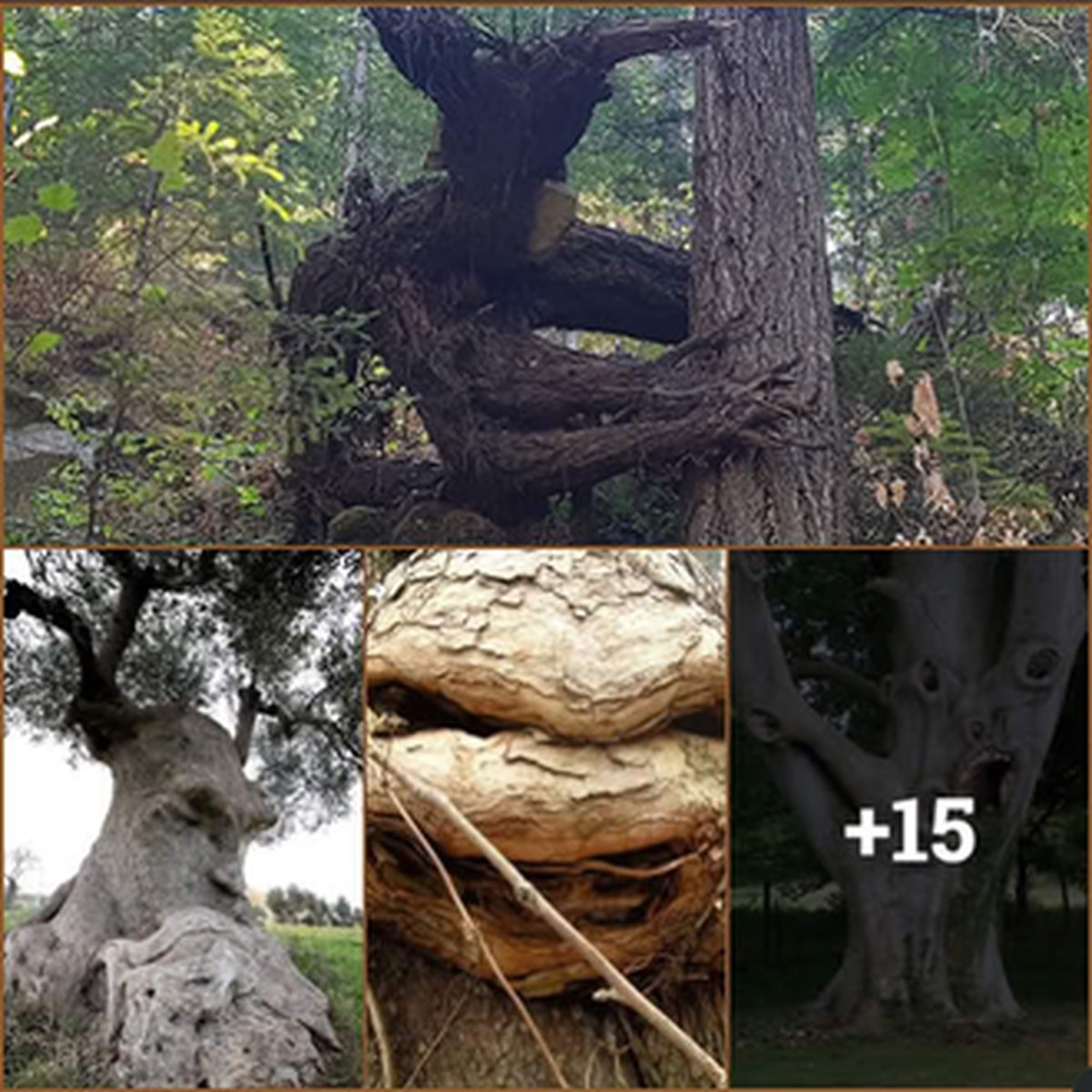 63 Trees That Look Like Something Else lead image