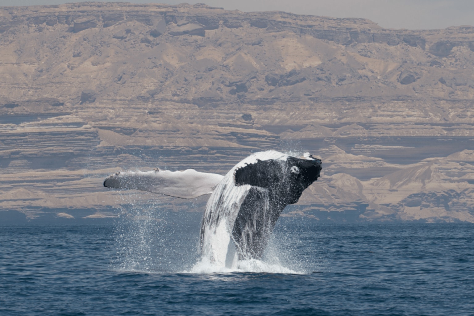 Biologists Track Humpback Whale Crossing the Arabian Sea for the First Time