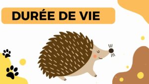 Durée de vie d’un hérisson : Comprendre leur longévité