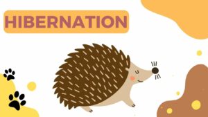 Hibernation du Hérisson : Lien Entre l’Hivernation et la Nutrition