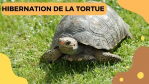 Hibernation des tortues : Une adaptation fascinante de la nature