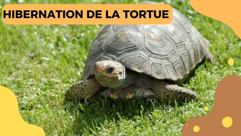 Hibernation De La Tortue