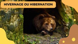 Hivernage ou Hibernation : Quelle est la différence ?