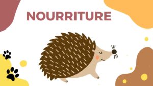 Nourriture du Hérisson: Guide Complet sur leur Alimentation