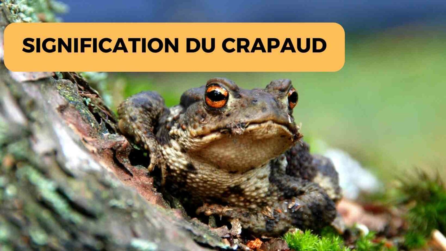 Voir Un Crapaud Devant Sa Porte Signification