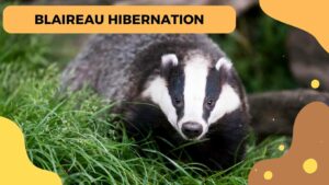 Hibernation des blaireaux : Une période de repos énigmatique