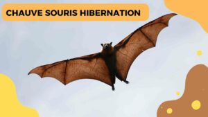 Hibernation des chauves-souris