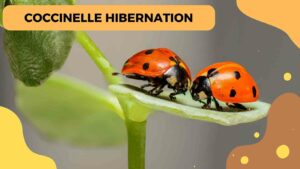 Hibernation chez la coccinelle : Mythe ou réalité ?