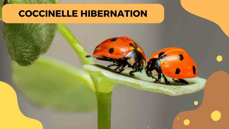 coccinelle hibernation