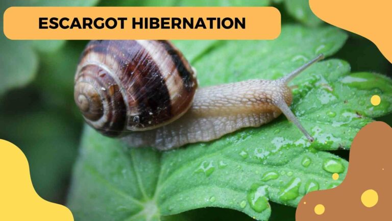 escargot hibernation