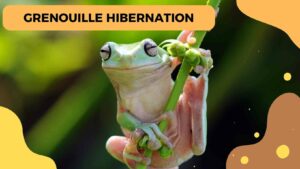 Hibernation chez la grenouille : Mythe ou réalité ?