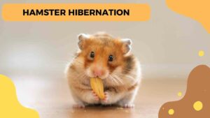 Hibernation des hamsters : Un sommeil hivernal mystérieux