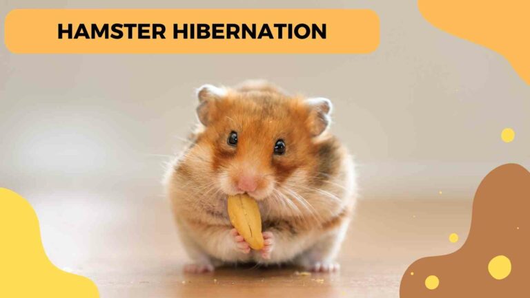 hamster hibernation