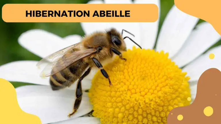 hibernation abeille