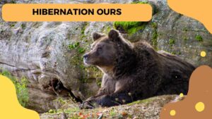 Hibernation des ours : Un phénomène fascinant