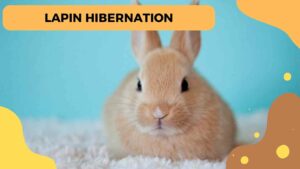 Hibernation chez le lapin : Mythe ou réalité ?