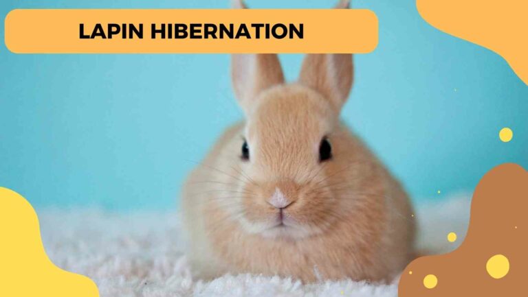 lapin hibernation