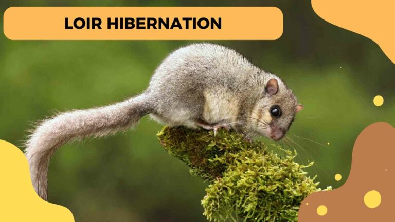 loir hibernation