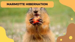 Hibernation Chez Les Marmottes