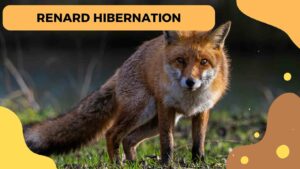 Hibernation chez le renard : Mythe ou réalité ?