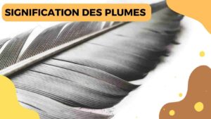 Signification Des Plumes Dans La Bible