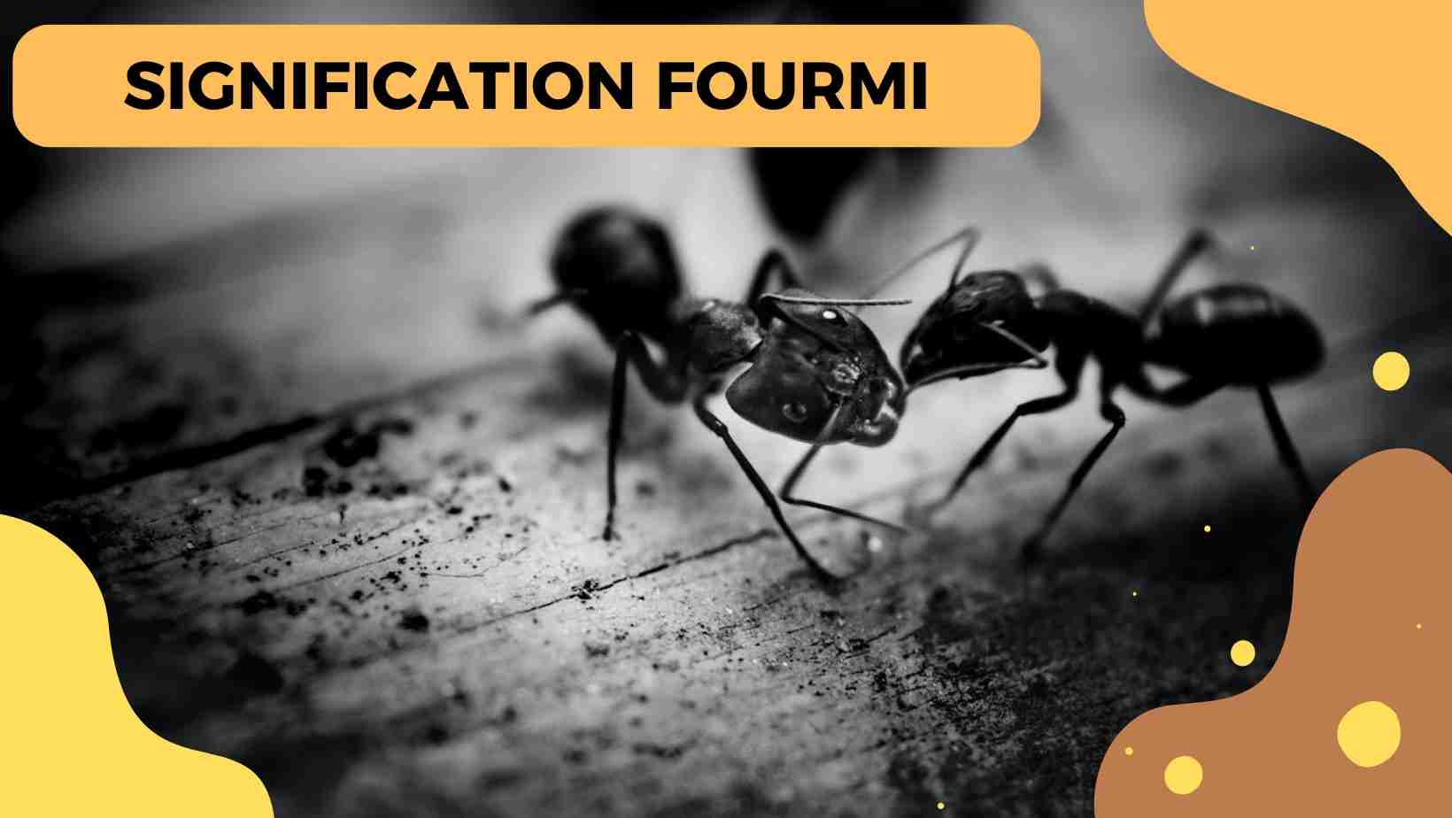 Signification Des Fourmis Dans La Bible – Le Hérisson News