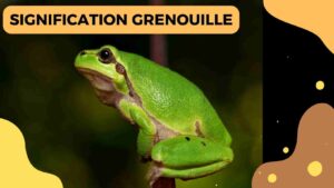 Grenouille Dans Le Jardin Signification