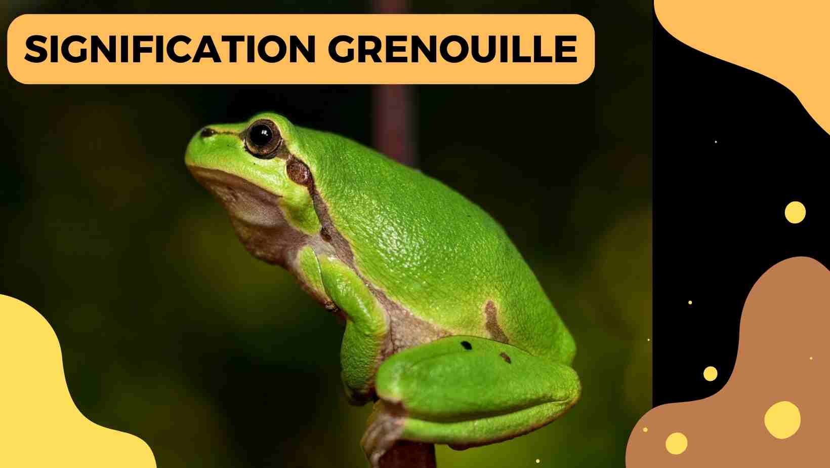 Grenouille Dans Le Jardin Signification