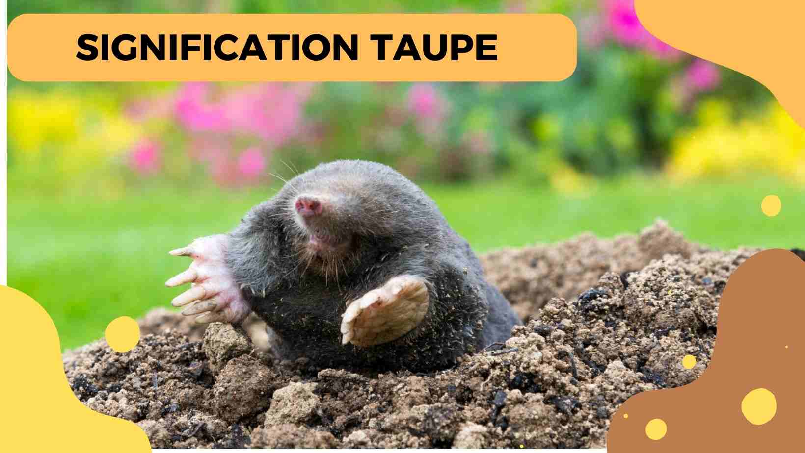 Taupe Dans Le Jardin Signification