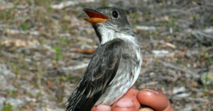 Tracking Songbirds: Alaska to Peru Journey Unveiled