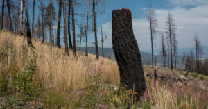 Canada Revisits Ancient Prevention Tactics to Battle Wildfires