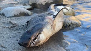 🦈Surprising Discovery: Shark Spotted on Idaho Riverbank, Sparks Concern among Officials!