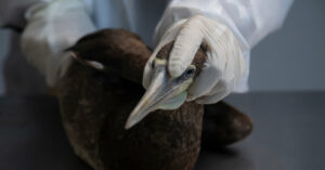 Avian Flu Spreads Across South America, Threatening Antarctica Next