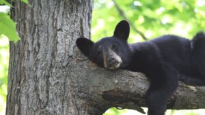New Mexico Game Commission to Debate Raising Black Bear Hunting Limits