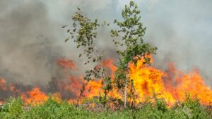 Louisiana’s Unprecedented Wildfire Season: Drought and Blazes Pose Challenges