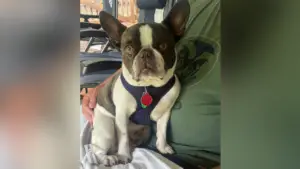 Pennsylvania Woman Abandons Dog at Airport Before Dream Mexican Vacation 🐶🛫 Charges Filed!