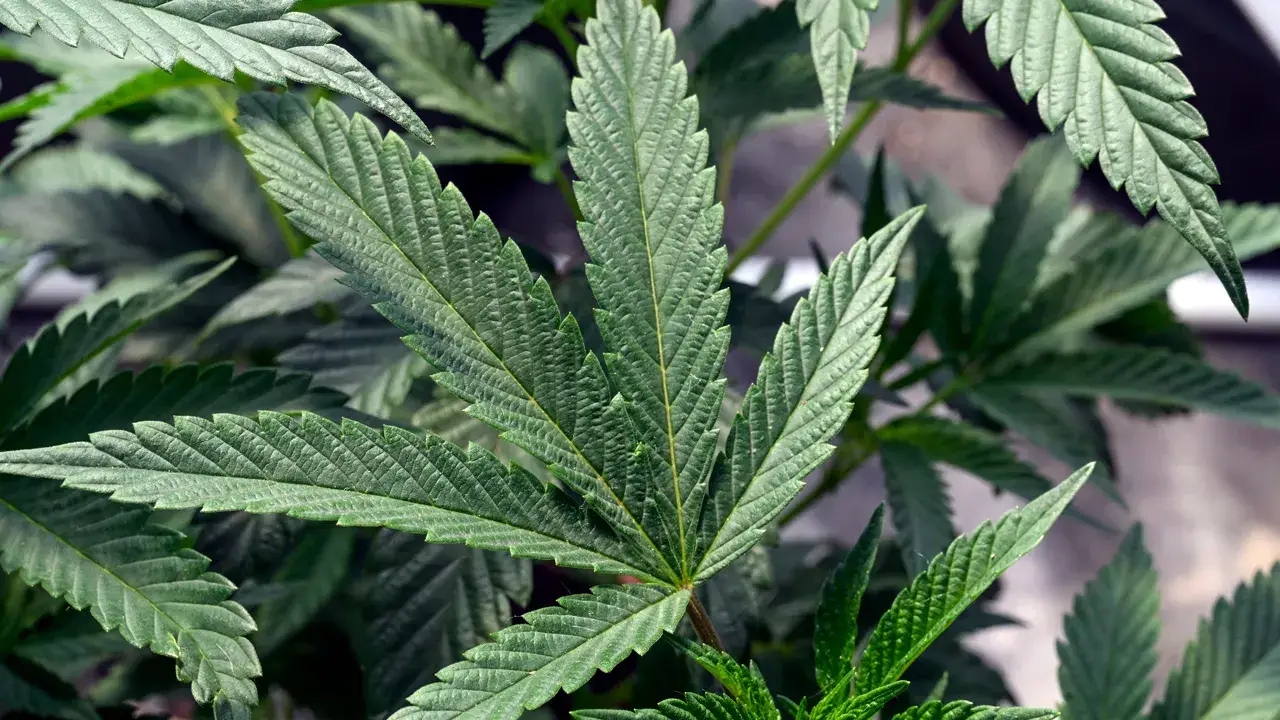Marijuana recommendation by US health agency hailed as first step to easing restrictions