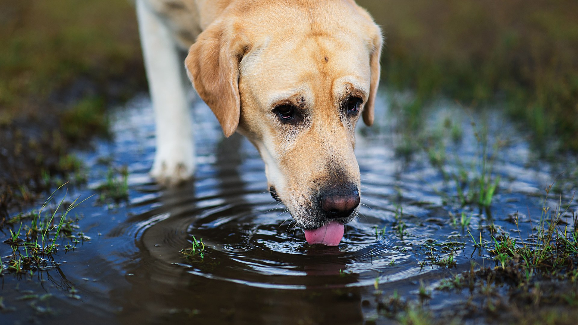 Deadly Risk: Puddles Could Kill Your Pet, Urgent Warning